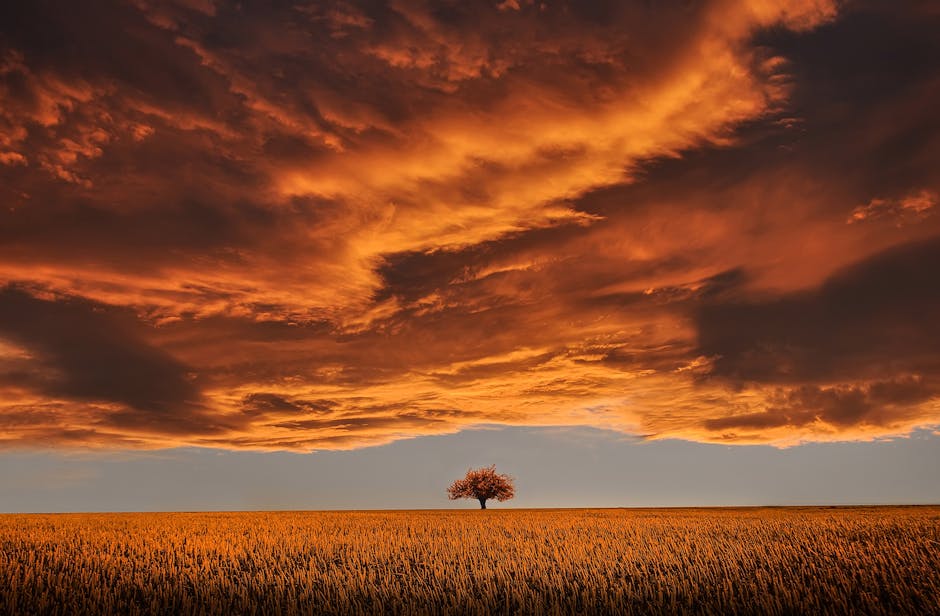 Tree in a field at sunset representing deep-rooted health